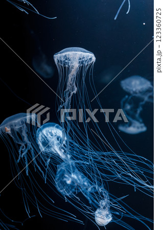 underwater photos of atlantic sea nettle jellyfish chrysaora quinquecirrha 123360725