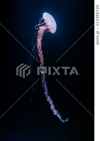 underwater photos of purple striped jelly chrysaora colorata underwater photos of purple striped jelly chrysaora colorata 123360726