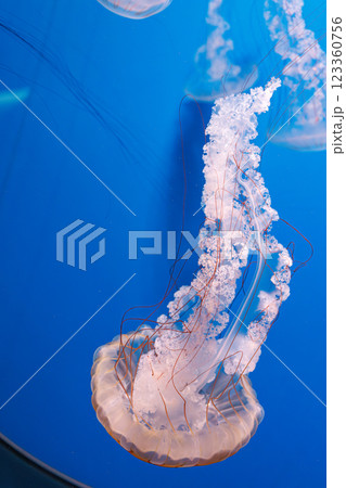 underwater photography jellyfish Chrysaora plocamia, South American sea nettle 123360756
