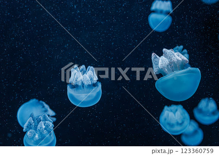 underwater photography jellyfish Blue Blubber Jelly, Catostylus mosaicus underwater photography jellyfish Blue Blubber Jelly, Catostylus mosaicus 123360759