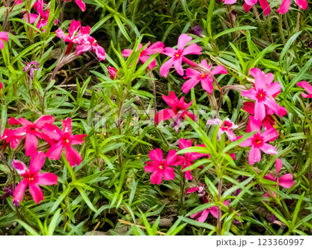 Close up of pink flowers, Phlox subulata 123360997