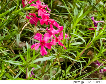 Phlox subulata pink flowering plant. English names creeping phlox, moss phlox moss pink or mountain phlox Phlox subulata pink flowering plant. English names creeping phlox, moss phlox moss pink or mountain phlox 123360998