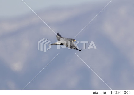 冬の山を背景に飛翔するハヤブサ 123361000