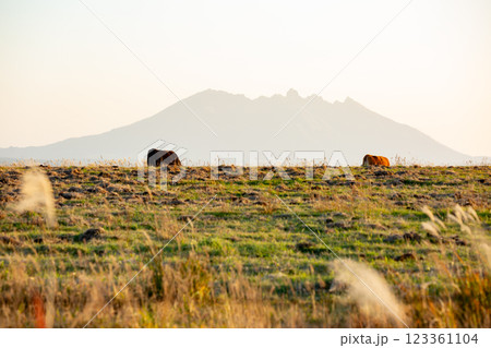 阿蘇山を背景に夕陽を浴びる瀬の本高原のススキと阿蘇牛 123361104