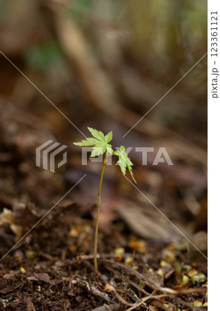 楓の新芽 楓の新芽 123361121