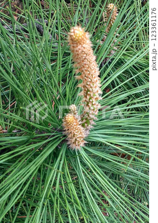 松の新芽 123361176
