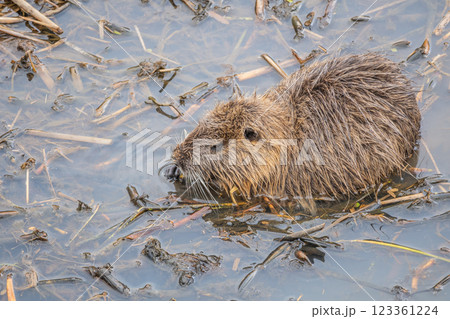 水草を食べるヌートリア 水草を食べるヌートリア 123361224