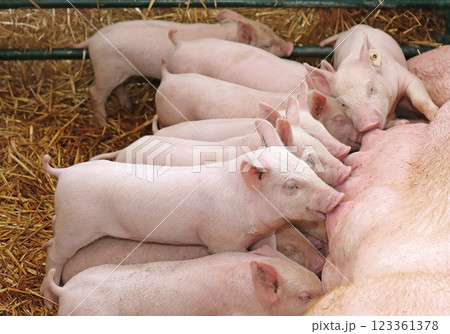 Small piglets suckling milk in farm Small piglets suckling milk in farm 123361378