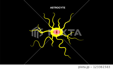 Astrocyte star cells 123361583