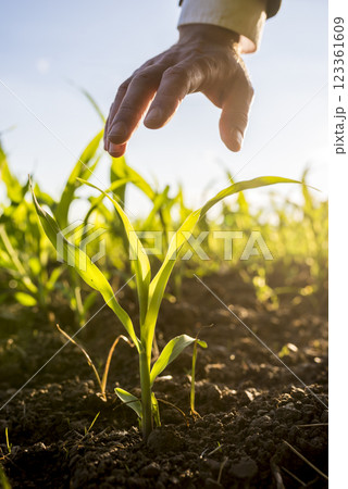 Businessman holding his hand above a young maize plant 123361609