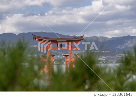 【広島宮島　大鳥居と松】 123361643