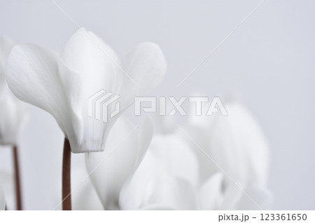 ガーデンシクラメン 123361650