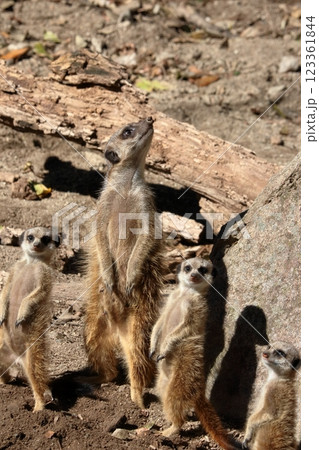 ミーアキャットの家族 123361844