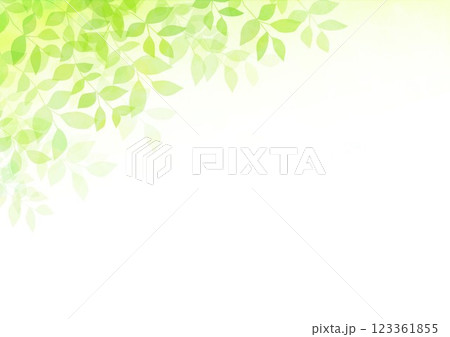 新緑の葉が茂る 123361855