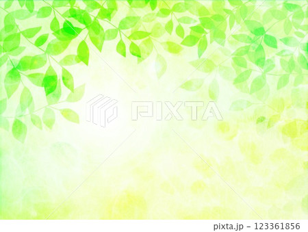 新緑の葉が茂る 123361856