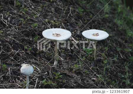 カラカサタケの白いキノコ カラカサタケの白いキノコ 123361907
