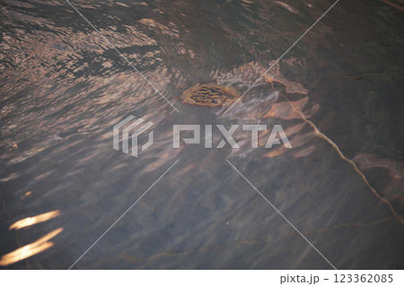 水の中の排水口 123362085