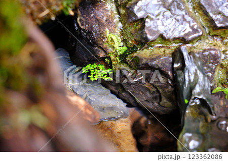 水面に浮くアオウキクサ 水面に浮くアオウキクサ 123362086