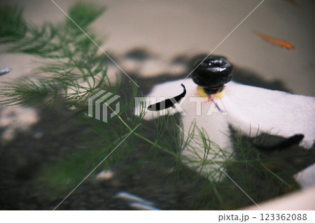 黒く美しいオロチのメダカ 黒く美しいオロチのメダカ 123362088