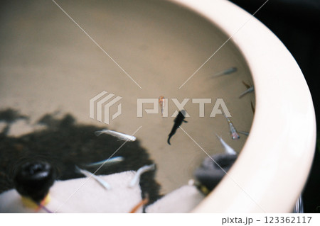 睡蓮鉢で泳ぐたくさんの可愛いメダカ 睡蓮鉢で泳ぐたくさんの可愛いメダカ 123362117