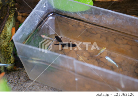メダカの水あわせ 123362126