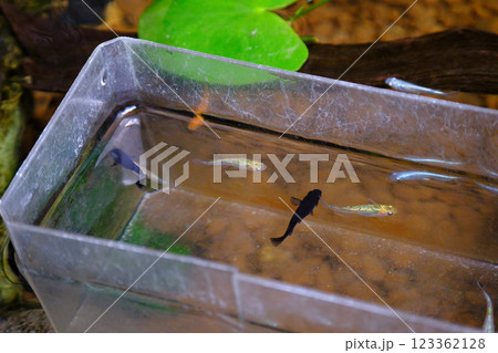 水合わせをするメダカのイメージ 水合わせをするメダカのイメージ 123362128