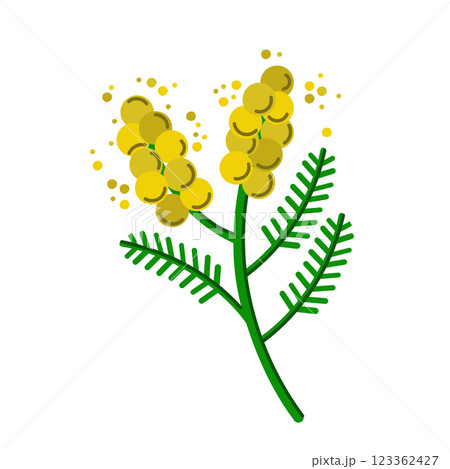 Spring Mimosa Branch Yellow Flowers 123362427