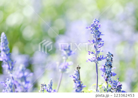 可愛いサルビアの花 123362453