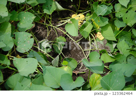 畑の害獣が掘る穴 123362464