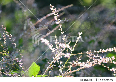 かわいいアレチヌスビトハギの花 123362629
