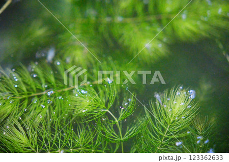 メダカの針子 メダカの針子 123362633