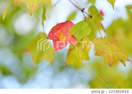 色づく　トウカエデの葉　紅葉 123362658