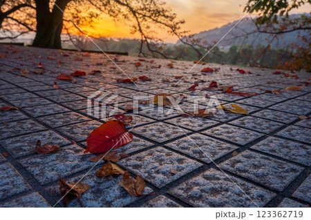 京都府八幡市背割り堤の桜の紅葉を撮影 123362719
