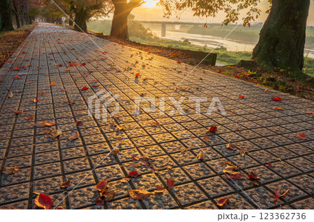 京都府八幡市背割り堤の桜の紅葉を撮影 123362736