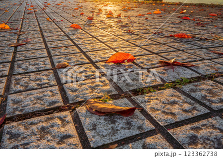京都府八幡市背割り堤の桜の紅葉を撮影 123362738