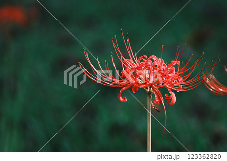 綺麗な彼岸花の秋風景 123362820