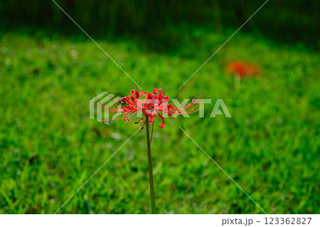 元気に咲く彼岸花 123362827