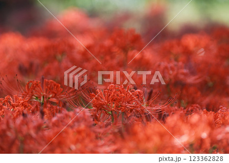 彼岸花の絨毯の風景 123362828