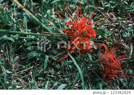 横に倒れる彼岸花 123362829