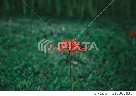 綺麗な一輪の彼岸花 123362830