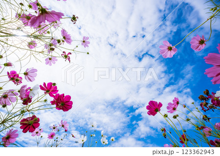 大阪府能勢町のコスモス園で撮影した秋桜 大阪府能勢町のコスモス園で撮影した秋桜 123362943