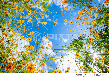 大阪府能勢町のコスモス園で撮影した秋桜 123362956