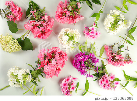 Beautiful phlox flowers on light background, summer and autumn product advertising banner, abstract flat lay floral arrangement, rustic style, holiday card, selective focus. Beautiful phlox flowers on light background, summer and autumn product advertising banner, abstract flat lay floral arrangement, rustic style, holiday card, selective focus. 123363099