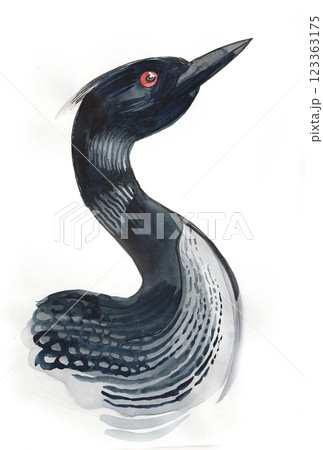 Loonie bird. Hand drawn watercolour illustration Loonie bird. Hand drawn watercolour illustration 123363175
