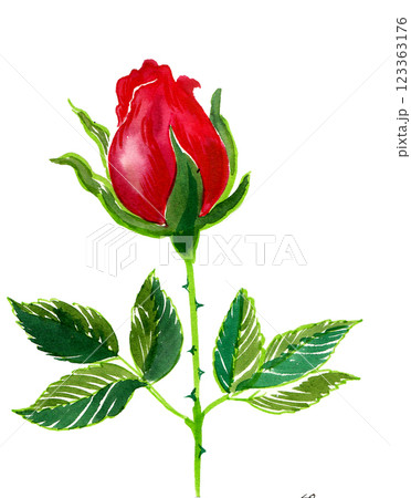 Red rose flower. Hand drawn watercolour illustration Red rose flower. Hand drawn watercolour illustration 123363176