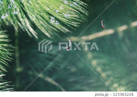 池のボウフラ 123363226