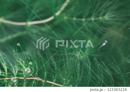 オロチメダカの針子 123363228