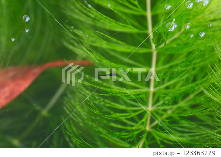 小さなオロチメダカの幼魚 123363229