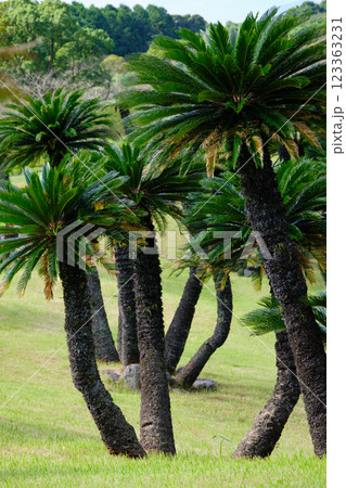 綺麗なソテツの木 綺麗なソテツの木 123363231