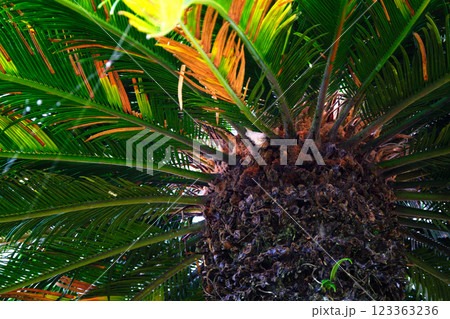 迫力があるソテツ 123363236